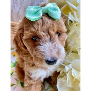 American-Goldendoodle