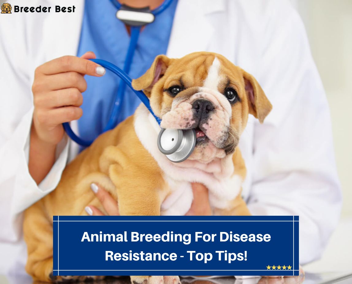 Animal-Breeding-For-Disease-Resistance-Top-Tips-template