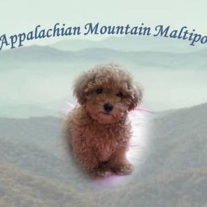 Appalachian-Mountain-Maltipoos