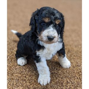 Apple-Creek-Doodles-sheepadoodle-michigan