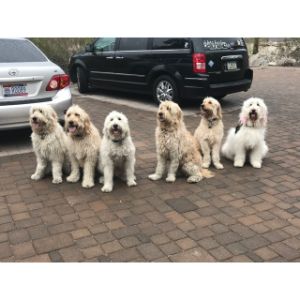 Arizona-Goldendoodles-goldendoodle-utah