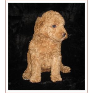 Ashford-Manor-Labradoodles