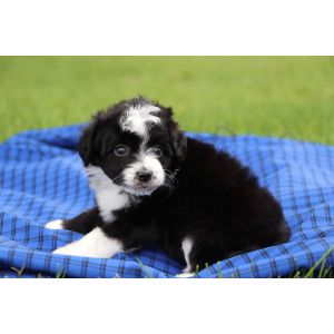 Aussiedoodle-Puppies-For-Sale-In-Florida