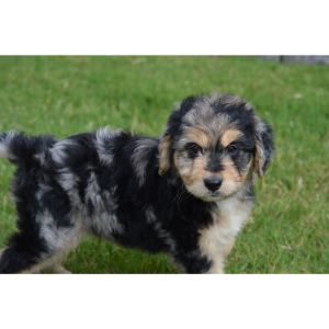 Aussiedoodle-Puppies-For-Sale-In-Massachusetts