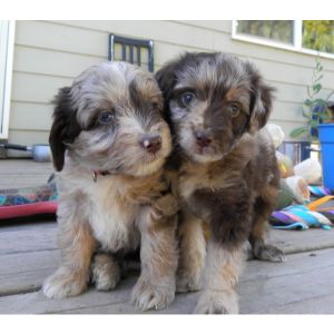 Aussiedoodle-Puppies-In-Maryland