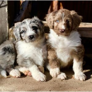 Aussiedoodle-Puppies-In-Missouri
