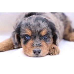 Aussiedoodle-Puppies-In-Virginia
