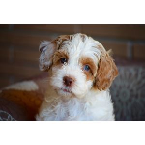 Australian-Heritage-Labradoodles