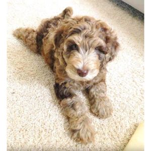 Australian-Labradoodle-Club-of-America