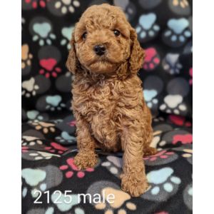 B-C-Kennels-cavapoo-illonis