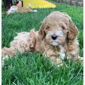 Badger-Mountain-Labradoodles-labradoodles-utah