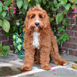 Barksdale-Labradoodles