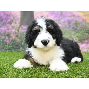 Bernedoodle-Perfection