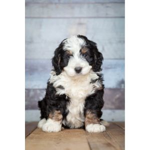 Bernedoodle-Puppies-For-Sale-In-Colorado