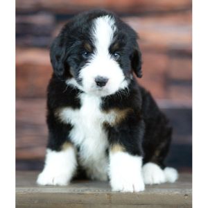 Bernedoodle-Puppies-For-Sale-In-Massachusetts