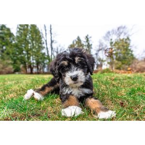 Bernedoodle-Puppies-In-Connecticut