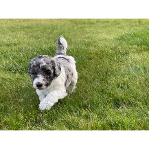 Bernedoodle-Puppies-In-Delaware