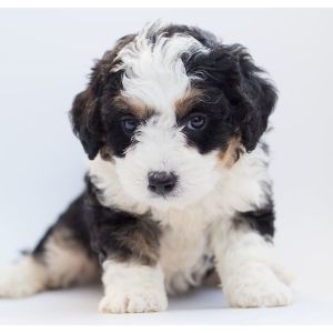Bernedoodle-Puppies-In-Illinois