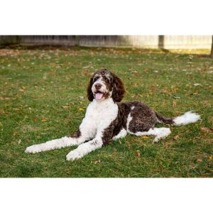 Bernedoodle-Puppies-In-Michigan