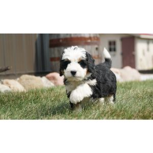 Bernedoodle-Puppies-In-Missouri