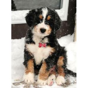 Bernedoodles-of-Love