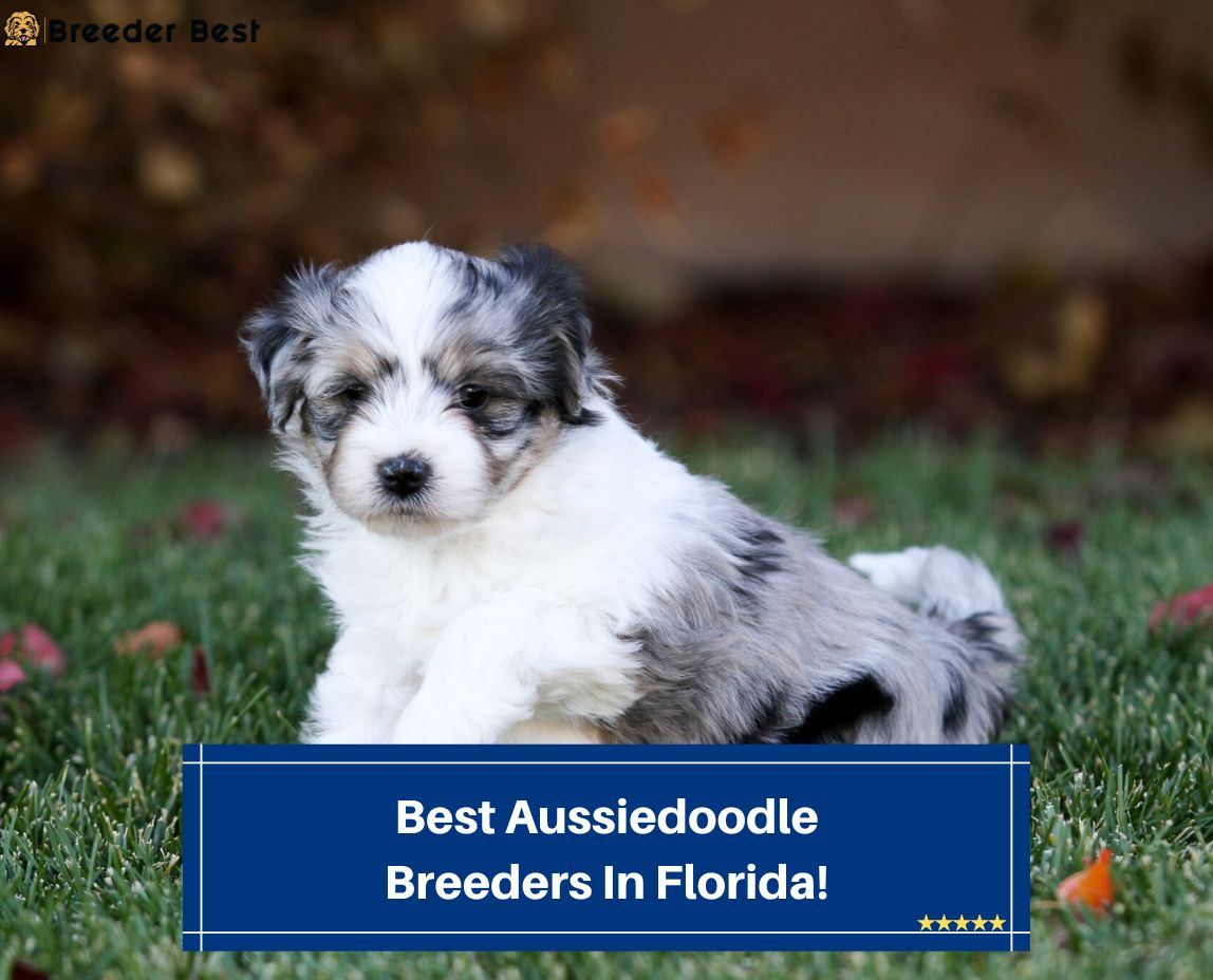 Best-Aussiedoodle-Breeders-In-Florida-template