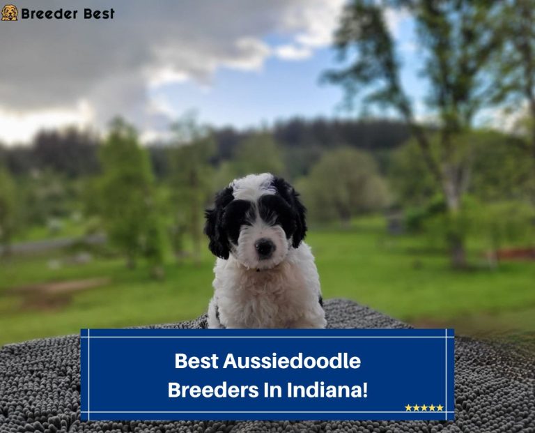 7 Best Aussiedoodle Breeders In Indiana! (2023) Breeder Best