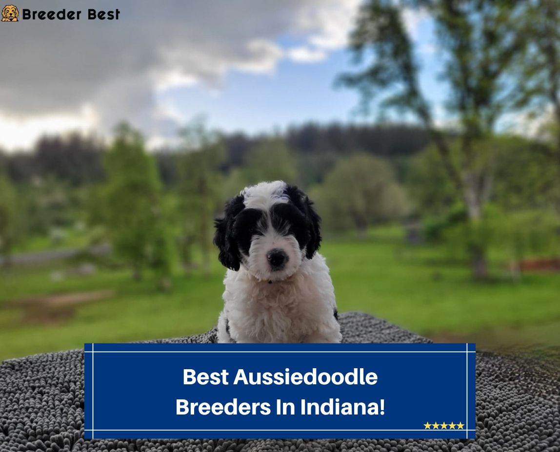 Best-Aussiedoodle-Breeders-In-Indiana-template