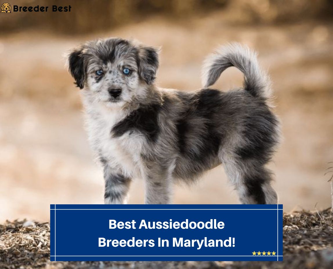 Best-Aussiedoodle-Breeders-In-Maryland-template