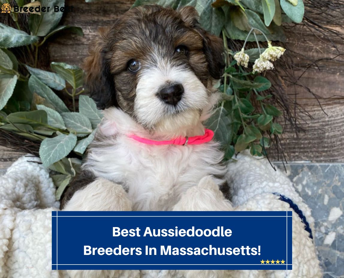 Best-Aussiedoodle-Breeders-In-Massachusetts-template