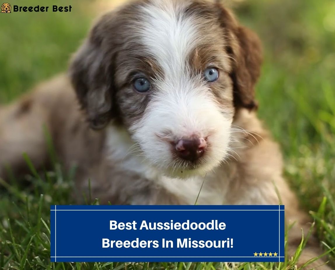 Best-Aussiedoodle-Breeders-In-Missouri-template