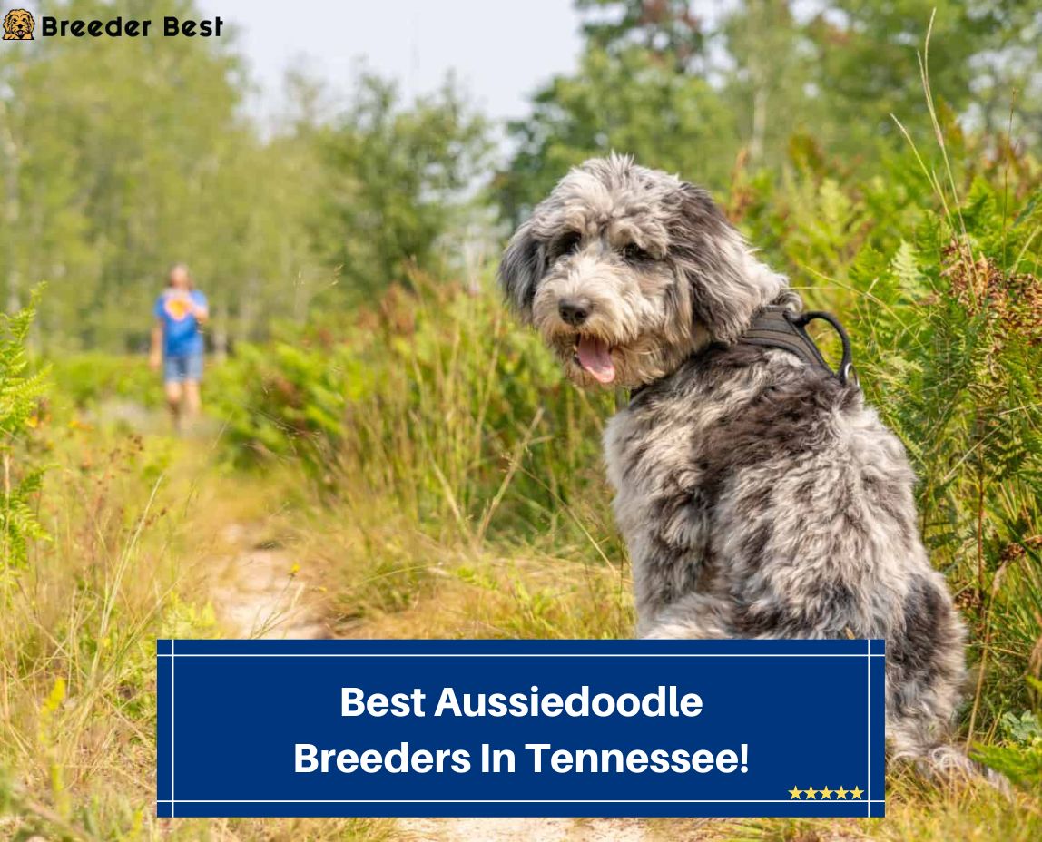 Best-Aussiedoodle-Breeders-In-Tennessee-template