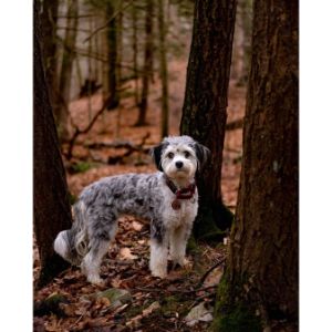 Best-Aussiedoodle-Breeders-In-Tennessee