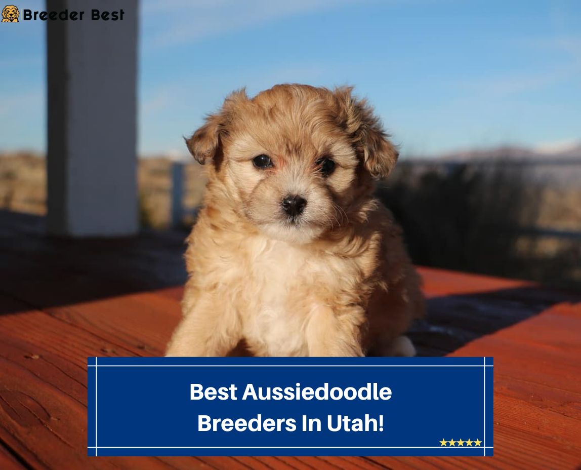 Best-Aussiedoodle-Breeders-In-Utah-template