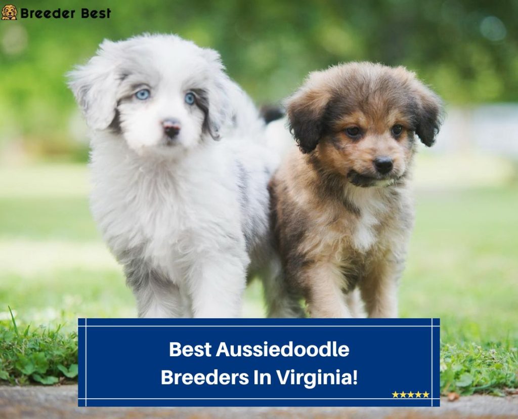 4 Best Aussiedoodle Breeders In Virginia 2024 Breeder Best   Best Aussiedoodle Breeders In Virginia Template 1024x828 