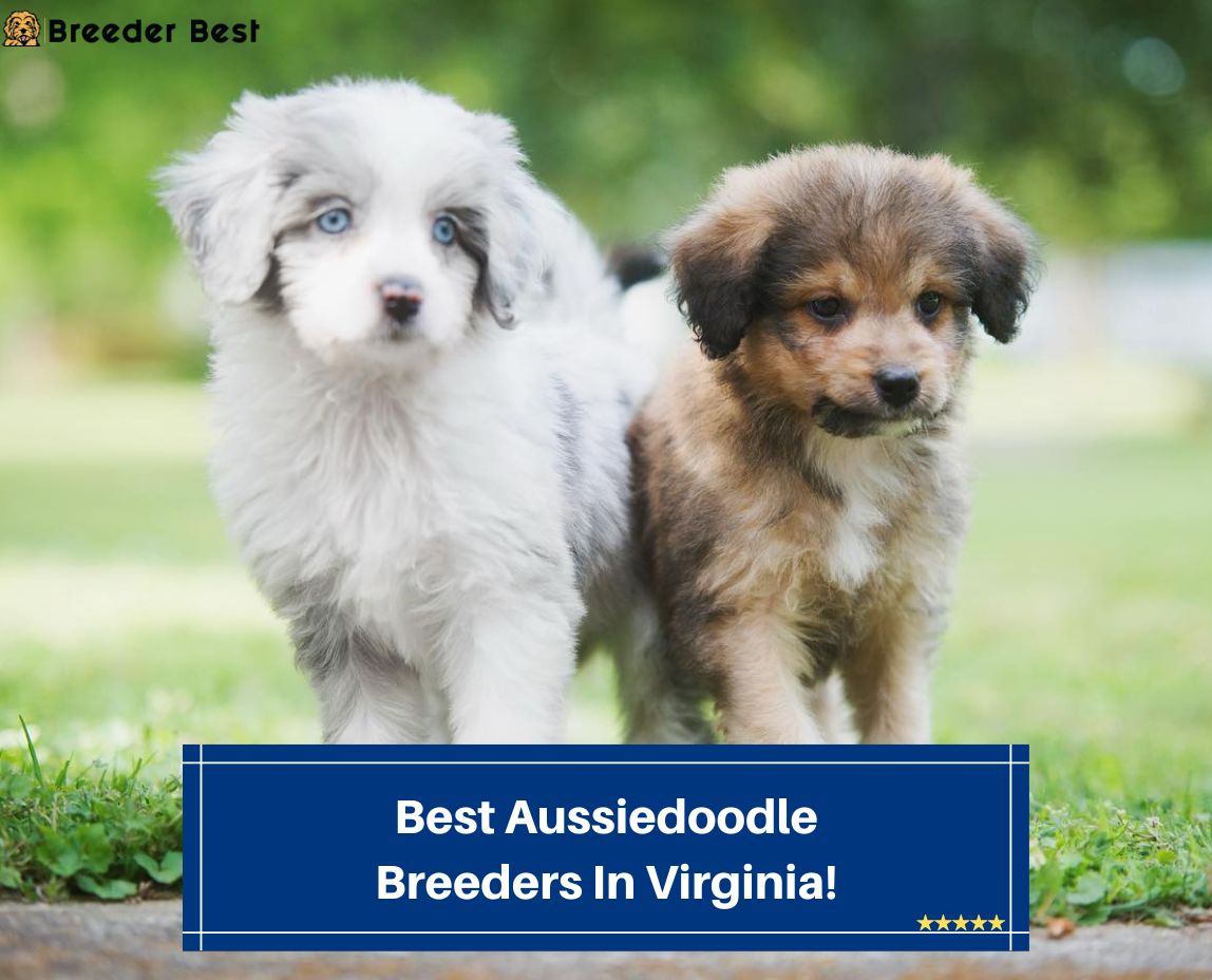 Best-Aussiedoodle-Breeders-In-Virginia-template