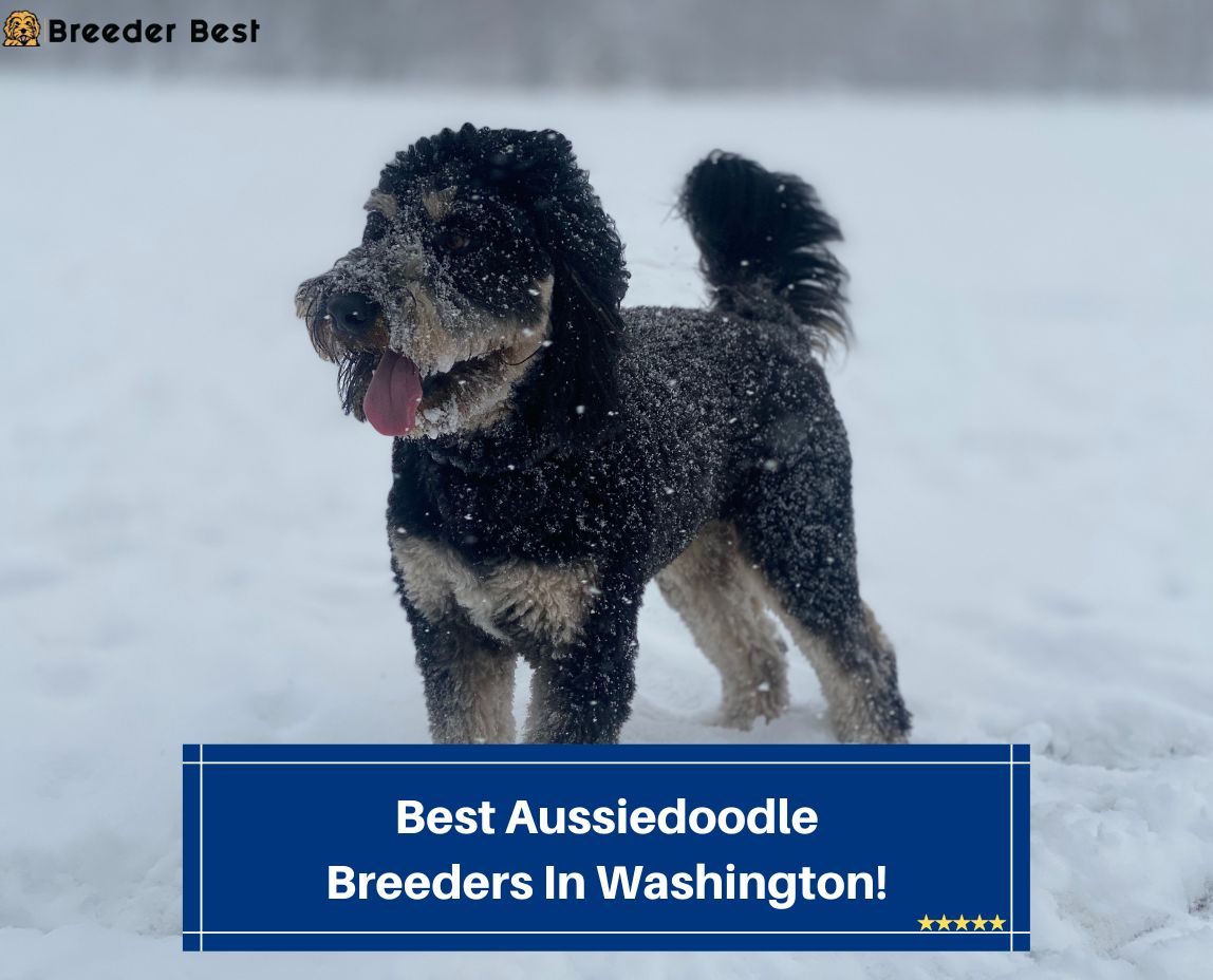 Best-Aussiedoodle-Breeders-In-Washington-template