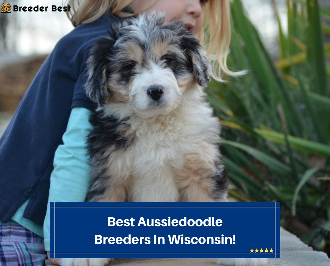 Best-Aussiedoodle-Breeders-In-Wisconsin-template