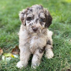 Best-Aussiedoodle-Puppies-For-Sale-In-Indiana
