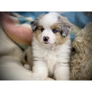 Best-Aussiedoodle-Puppies-For-Sale-In-New-Hampshire