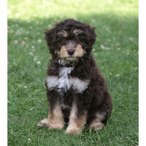 Best-Aussiedoodle-Puppies-For-Sale-In-Utah