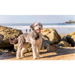 Best-Aussiedoodle-Puppies-For-Sale-In-Washington