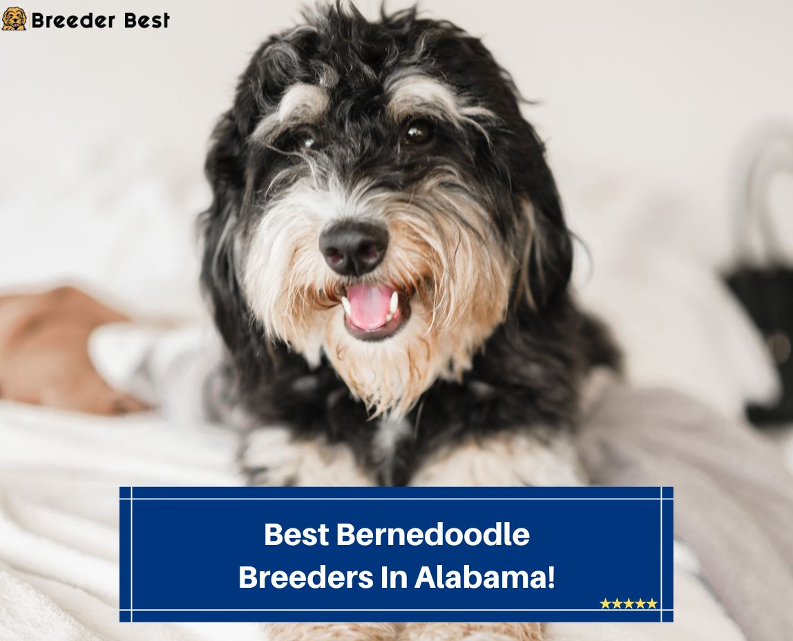 Best-Bernedoodle-Breeders-In-Alabama-template