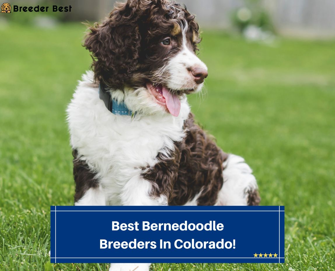 Best-Bernedoodle-Breeders-In-Colorado-template