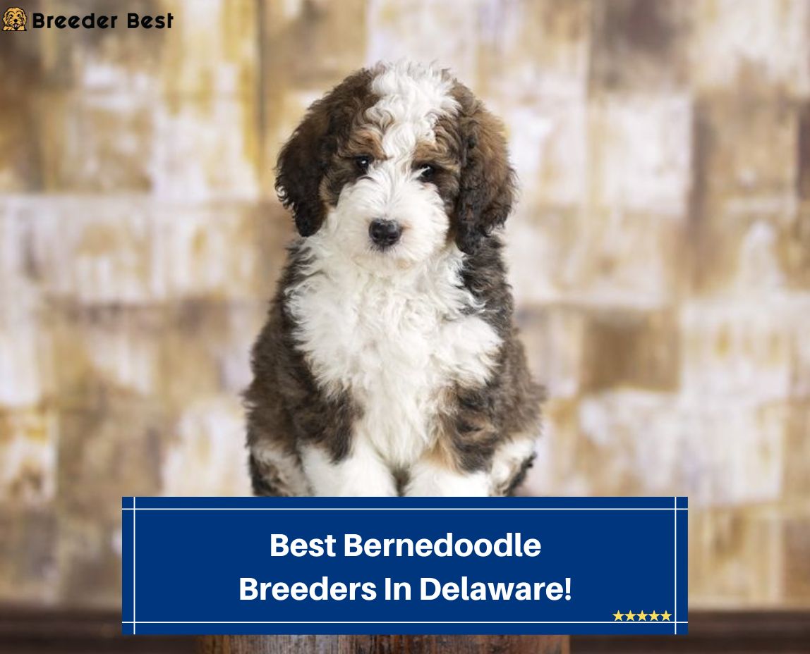 Best-Bernedoodle-Breeders-In-Delaware-template