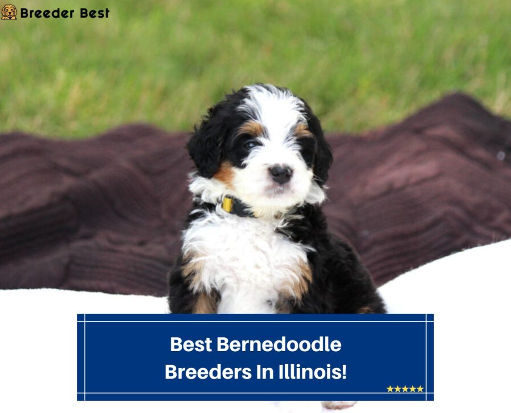 5 Best Bernedoodle Breeders In Illinois! (2024) - Breeder Best