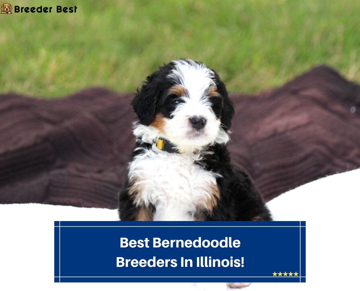 Best-Bernedoodle-Breeders-In-Illinois-template