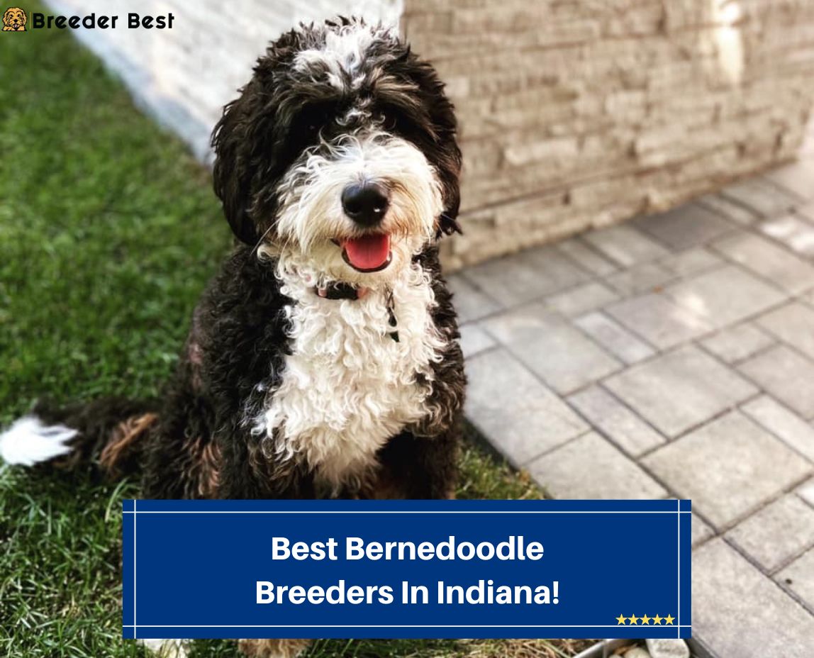 Best-Bernedoodle-Breeders-In-Indiana-template