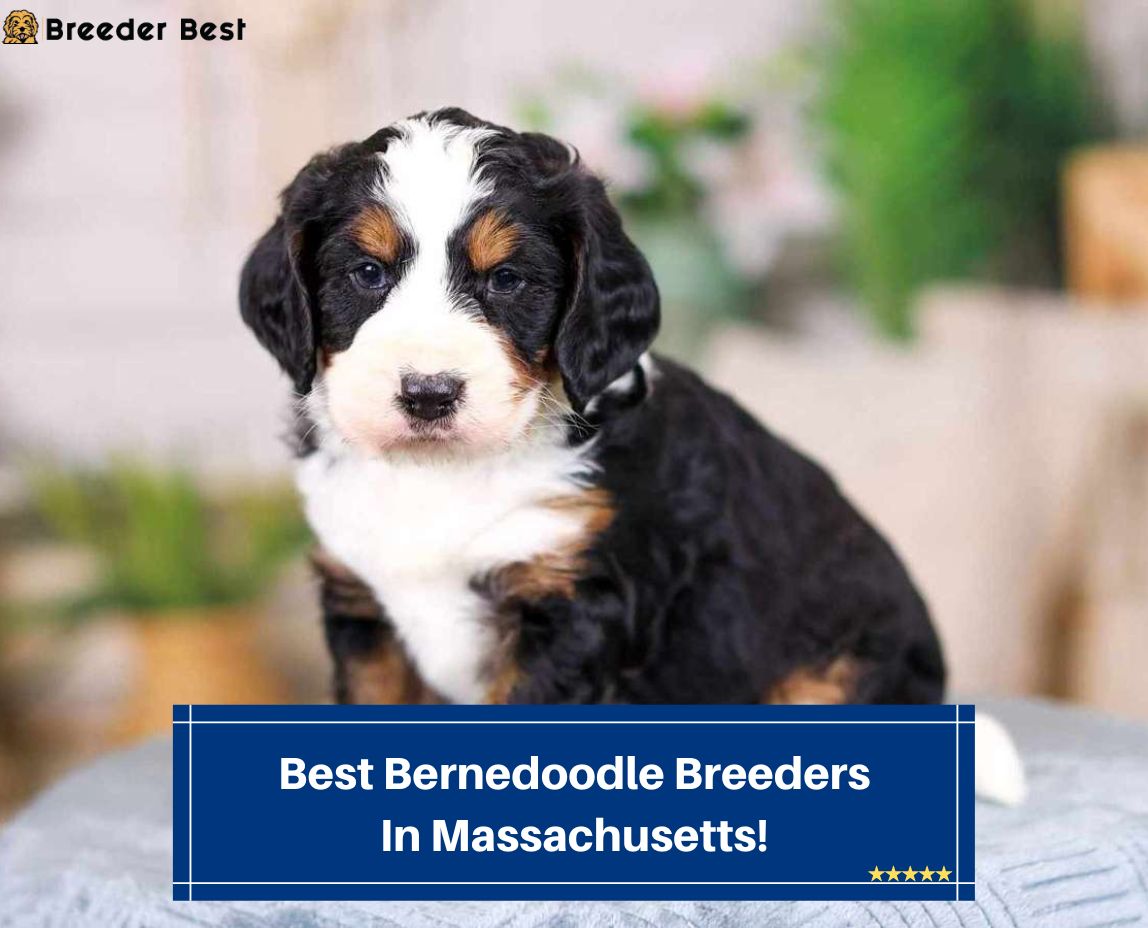 Best-Bernedoodle-Breeders-In-Massachusetts-template