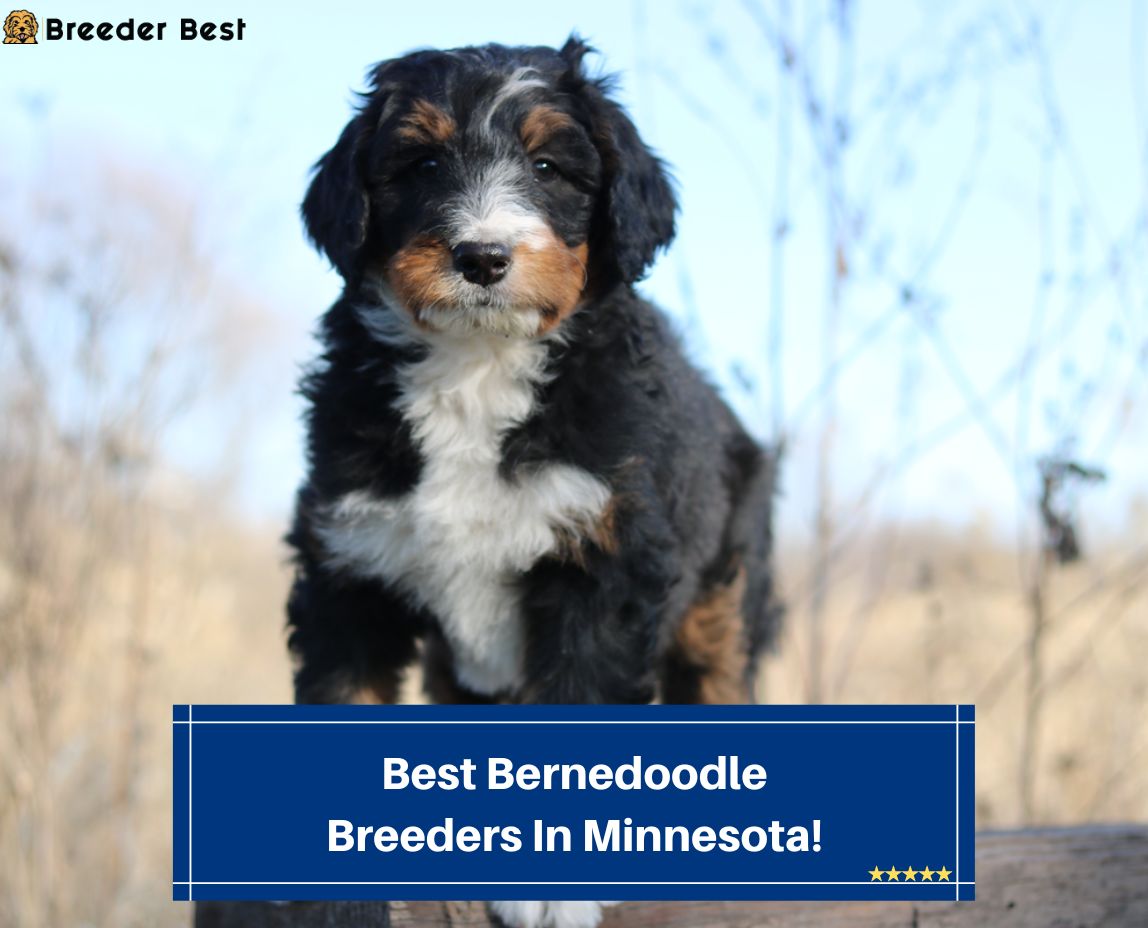 Best-Bernedoodle-Breeders-In-Minnesota-template